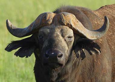 Buffalo Safari Head Close-Up Picture