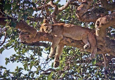 Uganda Tree Lion Ishasha Picture