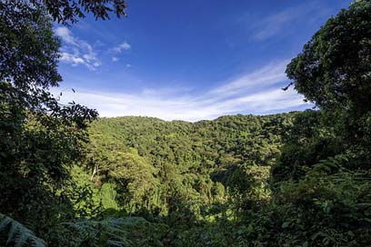 Uganda Hill Forest Jungle Picture