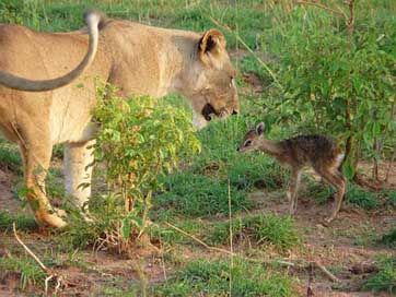Africa Kob Lion Wildlife Picture