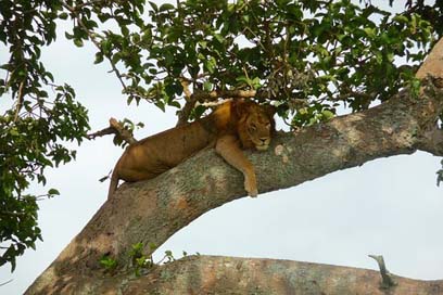 Uganda Ishasha-National-Park Tree-Lion Lion Picture