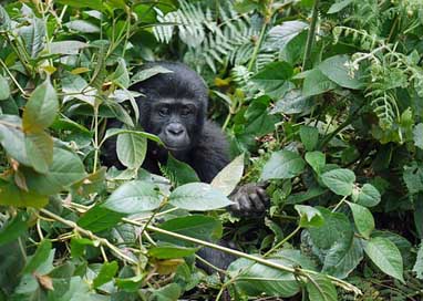 Gorilla Monkey Mountain-Gorilla Baby Picture