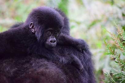 Mountain-Gorilla Ape Primate Uganda Picture