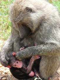 Olive Primate Uganda Baboon Picture