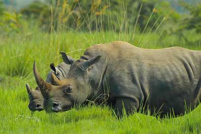 Rhino  Nature-Photos Uganda Picture
