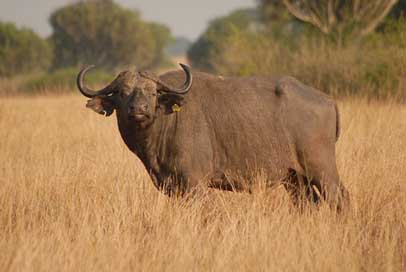 Buffalo Uganda Safari Mammal Picture