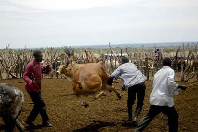 Te-Tugu Cattle Men Uganda Picture