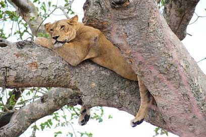Ishasha Uganda Tree-Climbing Lion Picture