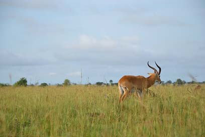 Wild-Life  Buschbock Uganda Picture
