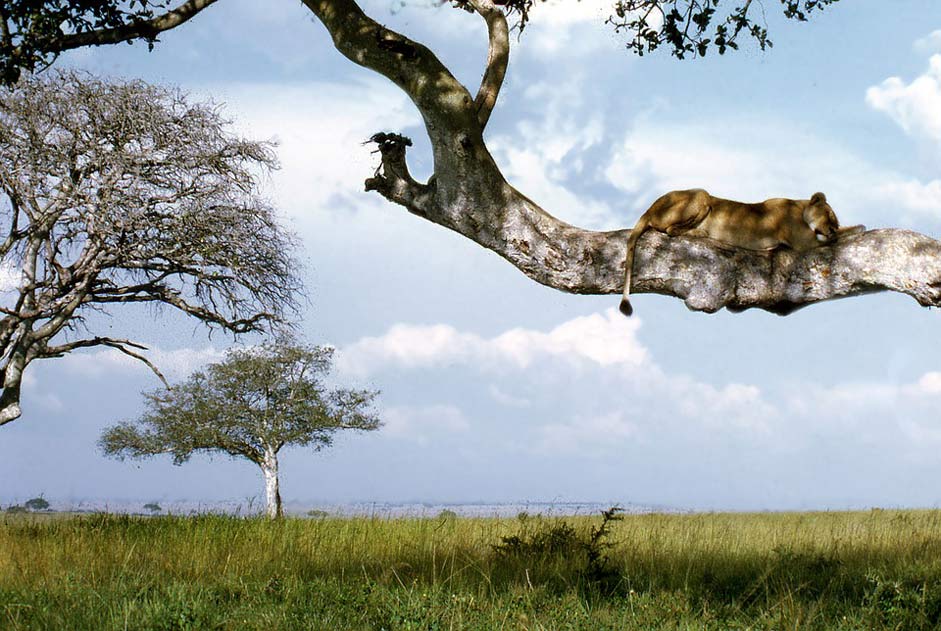Tree Lion Ishasha Uganda