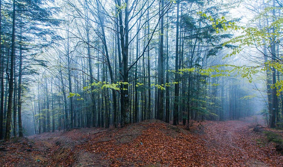 Fog Trees Forest Mountains