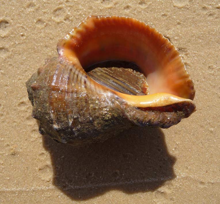Seashell Shell Ukraine Rapana-Venosa