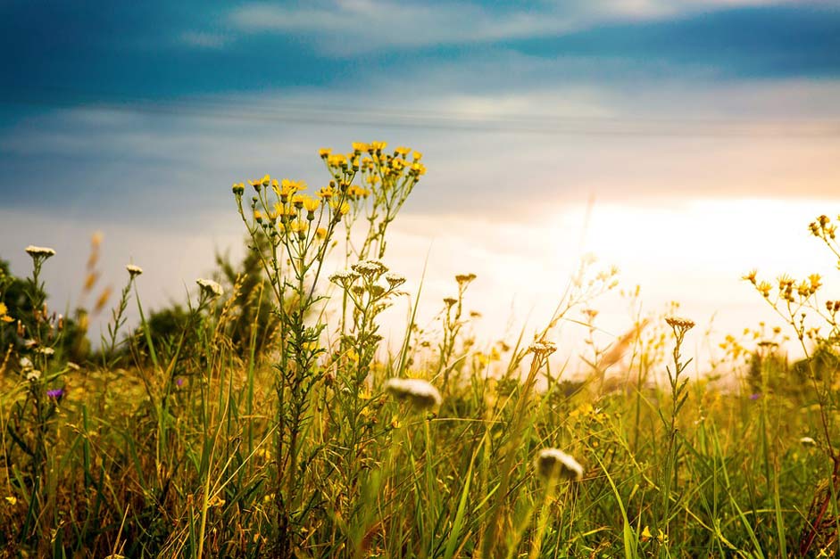 Summer Field Sun Sky