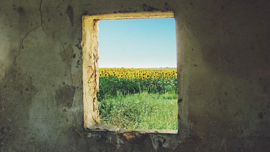 Ukraine Grunge Window Sunflower