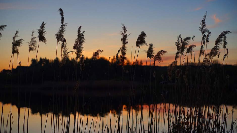 Nature Lake Reed Sunset