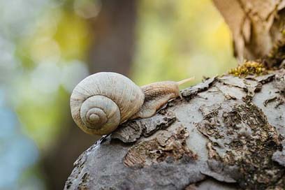 Snail Garden Closeup Creeps Picture