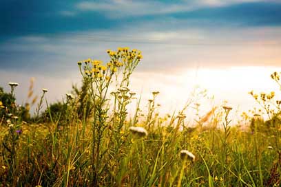 Sky Summer Field Sun Picture