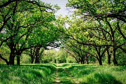 Ukraine Woods Trees Forest Picture