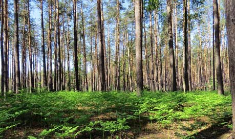 Ukraine Woods Trees Forest Picture