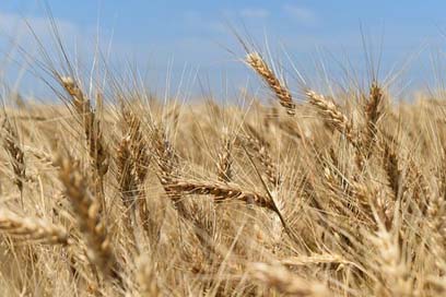 Wheat Nature Harvest Field Picture