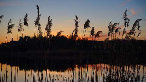 Sunset Nature Lake Reed Picture