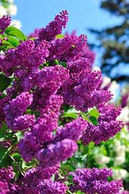 Lilac Tree Nature Kiev Picture