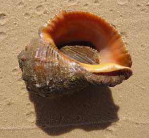 Rapana-Venosa Seashell Shell Ukraine Picture