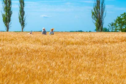 Ukraine Wheat Selection Science Picture