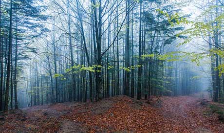 Mountains Fog Trees Forest Picture