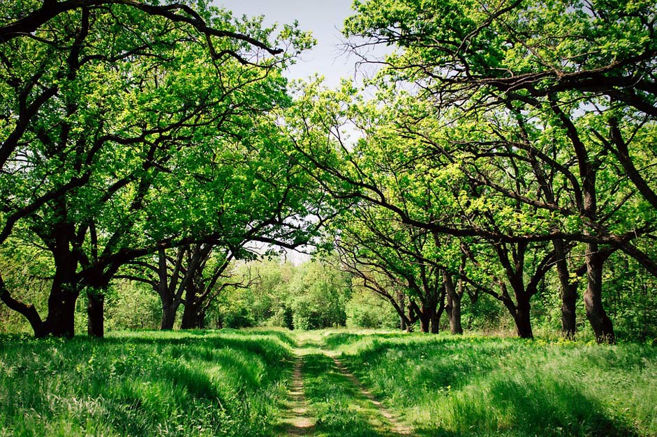 Woods Trees Forest Ukraine