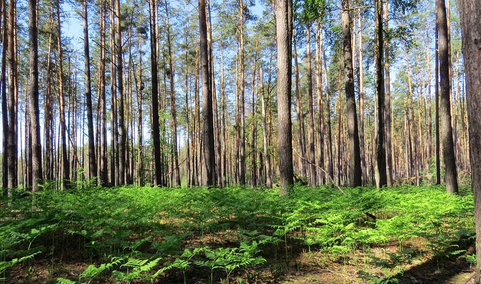 Woods Trees Forest Ukraine