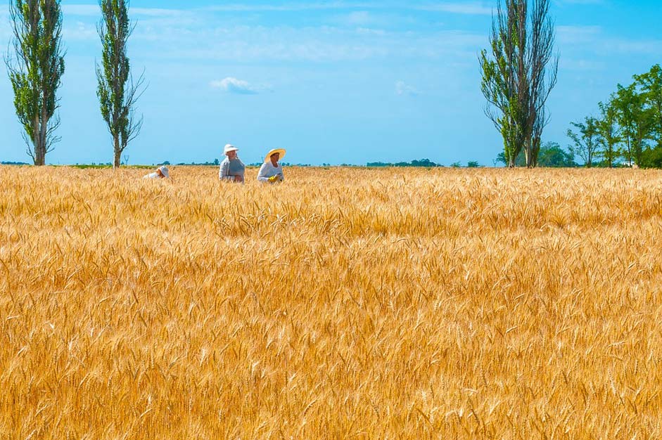 Wheat Selection Science Ukraine
