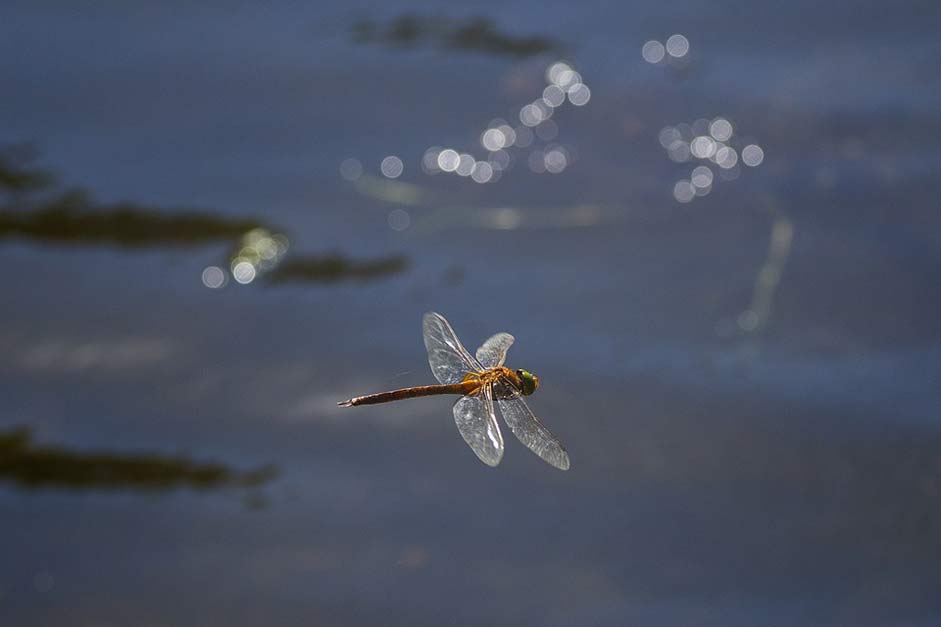 Dragonfly Lake River Water