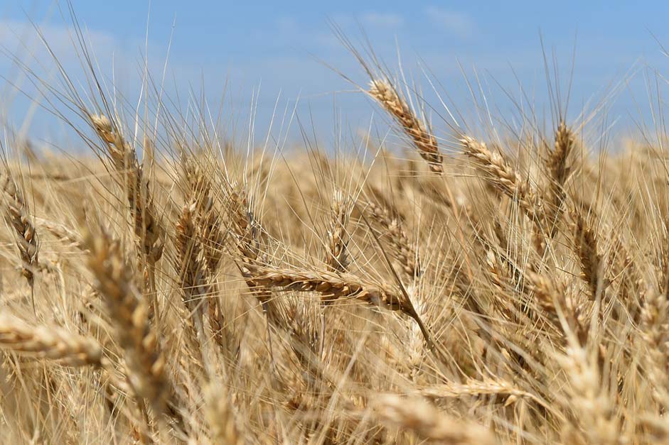 Nature Harvest Field Wheat