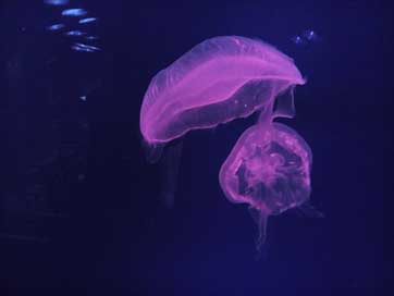 Dubai Jelly-Fish Aquarium United-Arab-Emirates Picture