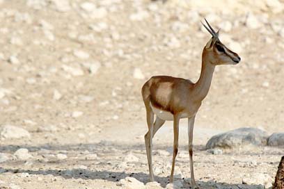 Wildlife-Park Wild Park Oryx Picture