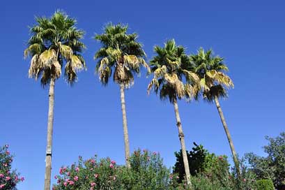 Palm-Tree United-Arab-Emirates Tropical Tree Picture