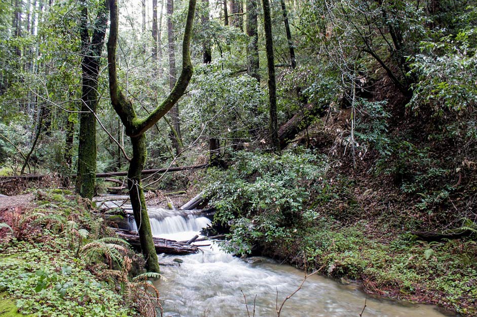 Nature California Usa Forest