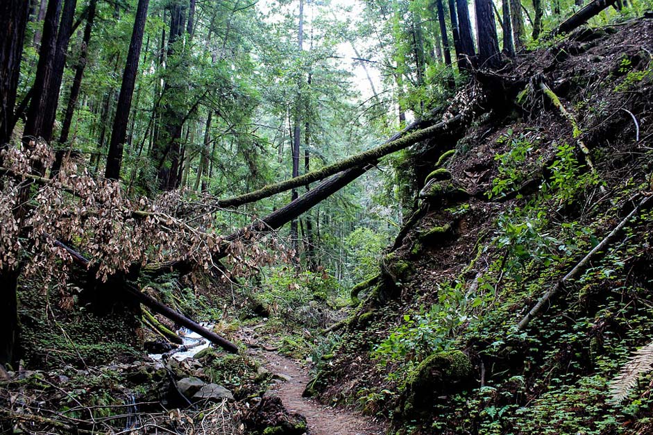 Nature California Usa Forest