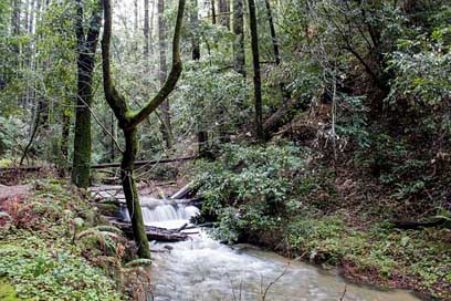 Forest Nature California Usa Picture