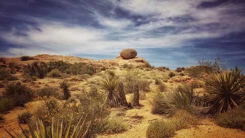 Joshua-Tree California Joshua Desert Picture