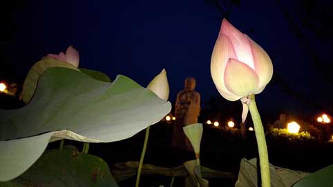 Flower Large-Leaf Lotus Lotus-Flowers Picture