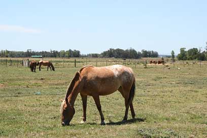 Countryside Uruguay Grazing Horse Picture