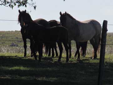 Afternoon Uruguay Horses Summer Picture