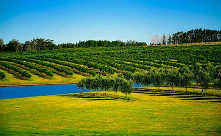 Uruguay Canal Trees Orchard Picture