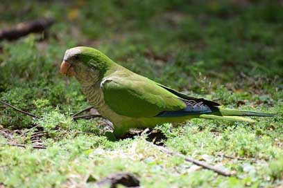 Monk-Parakeet Small-Parrot Parrot Parakeet Picture