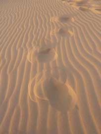 Sand Feet Footprints-In-The-Sand Uruguay Picture