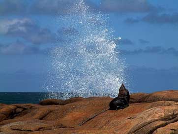 Sea-Wolf Waves Splash Sea Picture
