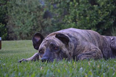 Thoughtful  Uruguay Rest Picture