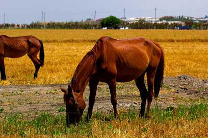 Horse Nature Brown Fields Picture